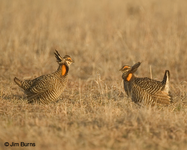 Greater Prairie-Chicken males playing chicken