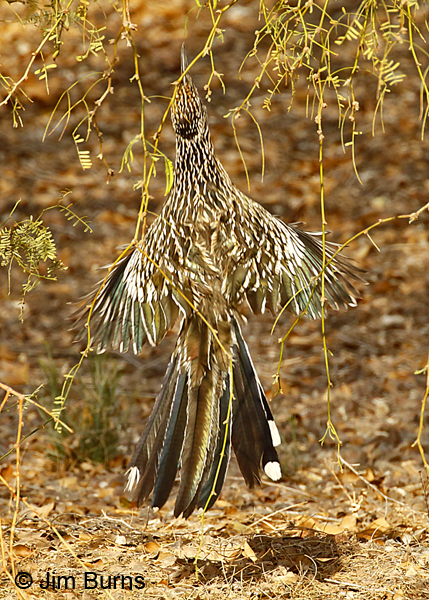 Greater Roadrunner leaping for insects #2--6313