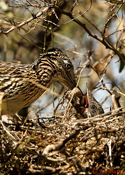 Greater Roadrunner feeding nestling--0338