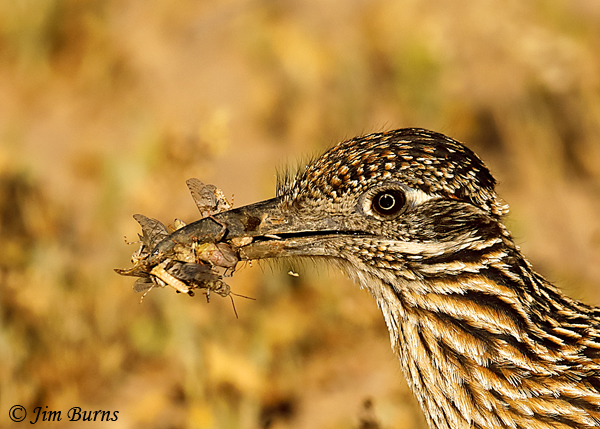 Greater Roadrunner male with five grasshoppers--1954