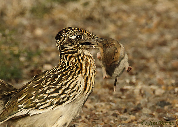 Greater Roadrunner with Cactus Deermouse--2544