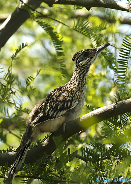 Greater Roadrunner fledgling hiding in foliage--2562