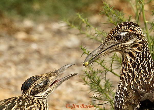 Greater Roadrunner juvenile receiving insect from parent--3456