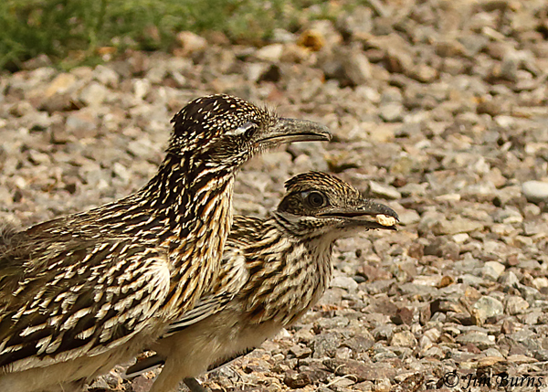 Greater Roadrunner with land snail from parent--3480