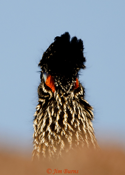 Greater Roadrunner from the rear, avian patterns--8170