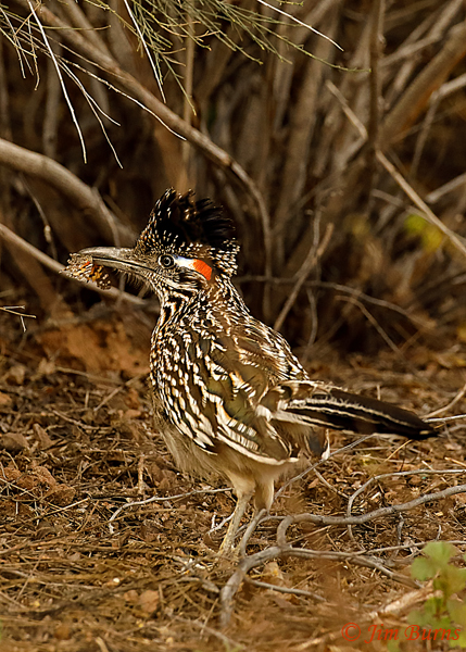 Greater Roadrunner with Painted Lady--8232