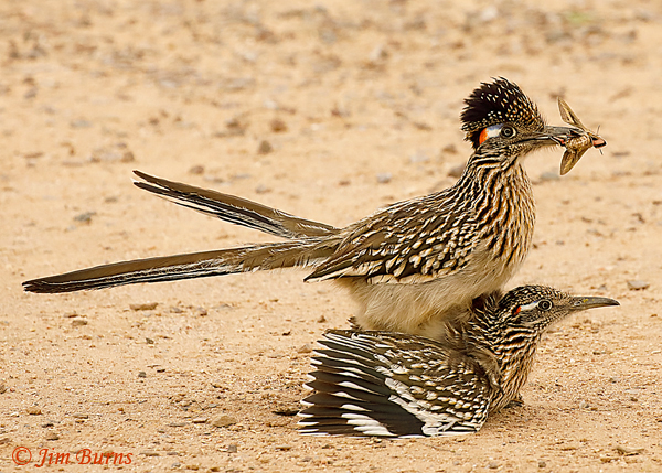 Greater Roadrunner copulation with gift of White-lined Sphinx Moth--8368