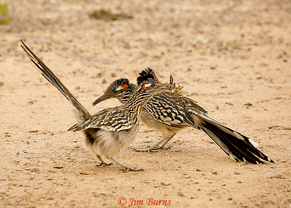 Greater Roadrunners dancing after copulation, female with gift of White-lined Sphinx Moth--8409