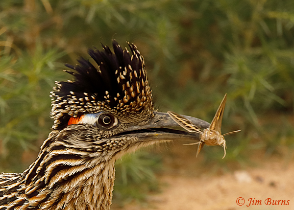 Greater Roadrunner male with White-lined Sphinx Moth--9308