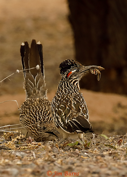 Greater Roadrunners, female in submissive posture awaiting copulation and gift of White-lined Sphinx Moth--9314