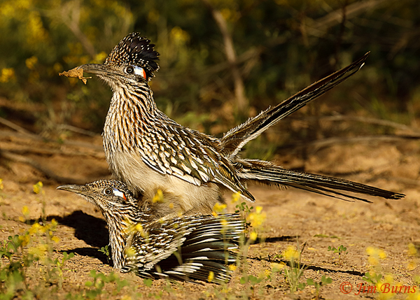 Greater Roadrunner pair copulation with gift--9343
