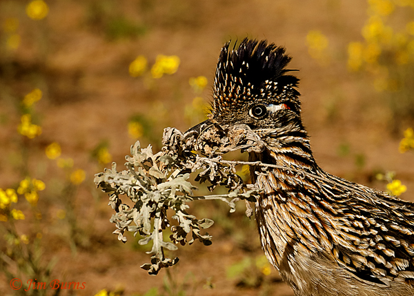 Greater Roadrunner male with nesting material--9382