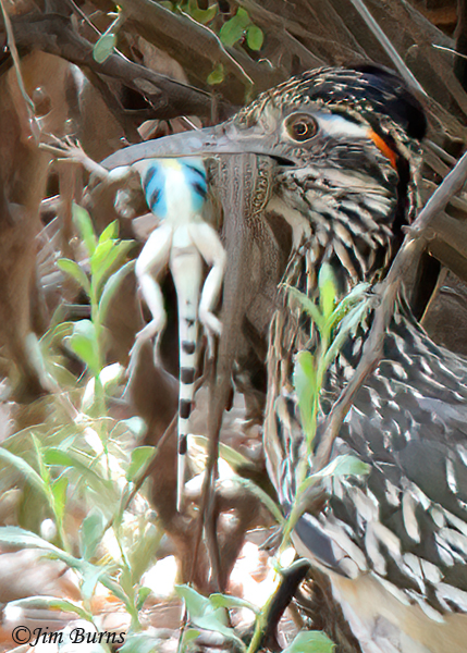 Greater Roadrunner with two Zebra-tailed Lizards, male on left, female on right--8460