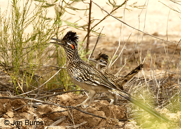 Greater Roadrunners, adult and fledgling 7793