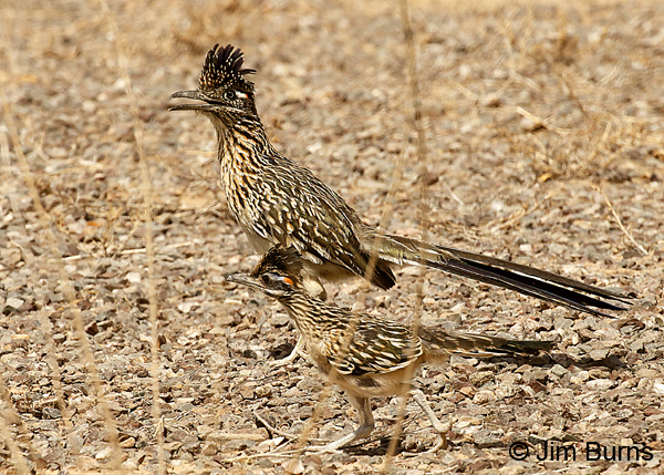 Greater Roadrunners, parent with mini-me 7795