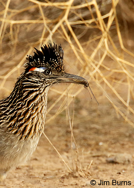 Greater Roadrunner with dragonfly--6339