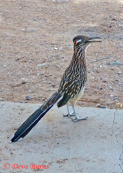 Greater Roadrunner female at picnic with cell phone