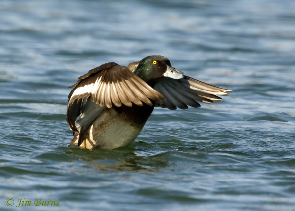 Greater Scaup male showing white wing stripe extended into proximal primaries--2947