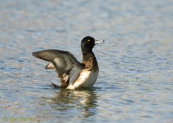 Greater Scaup male flap preening after bathing--2971