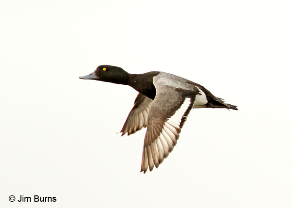 Greater Scaup male in flight