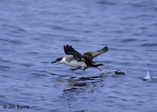 Greater Shearwater taking off