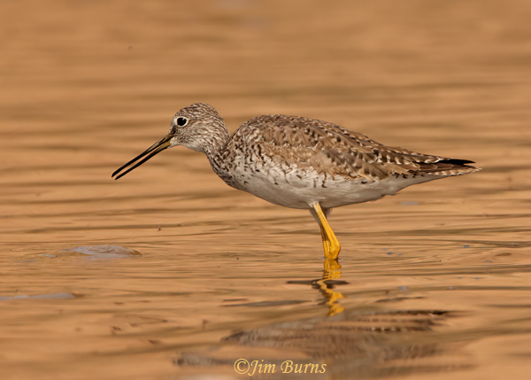 Greater Yellowlegs coming into breeding plumage, March, Arizona--5611