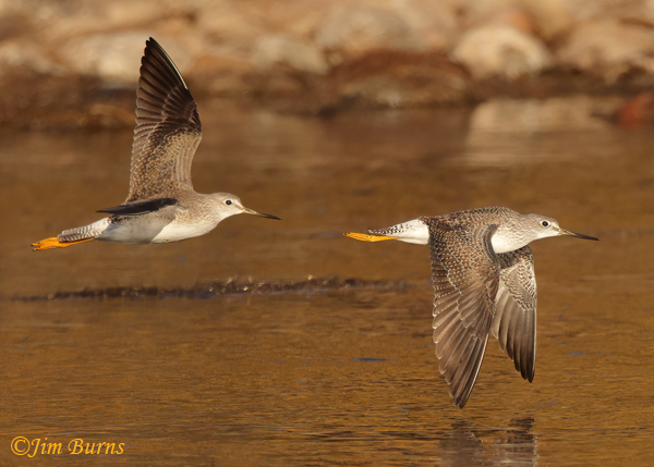 Greater Yellowlegs pair in flight--5386