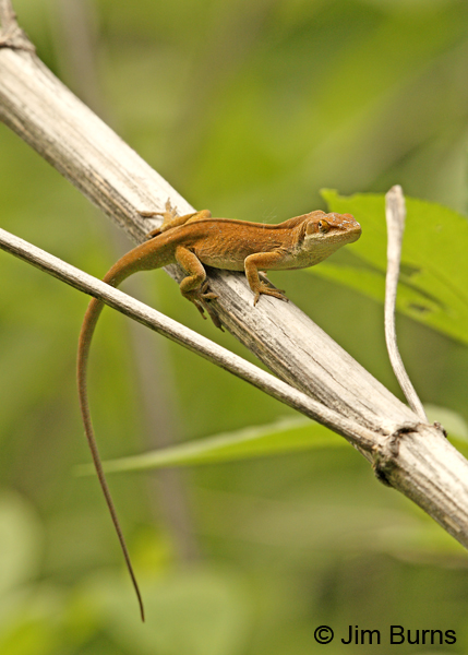 Green Anole brown adaptation