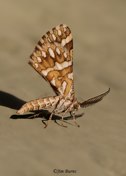 Green Broomweed Looper--1634