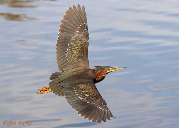Green Heron in flight, dorsal view #2-1390