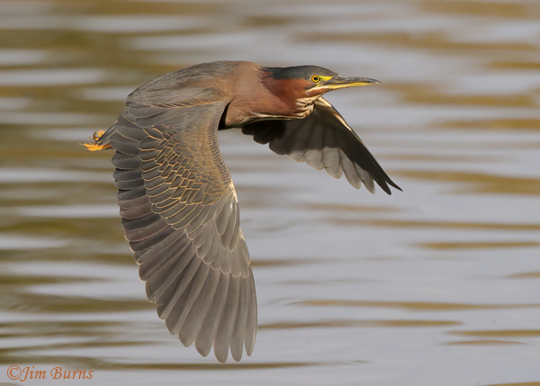 Green Heron in flight, downstroke--1434