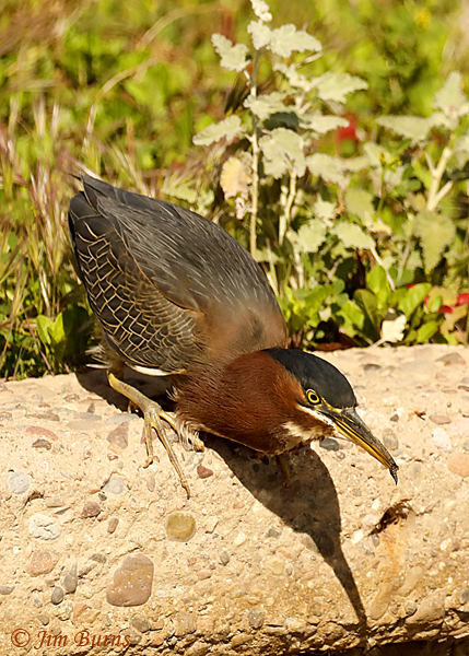 Green Heron with snail--9017