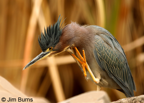 Green Heron with an itch