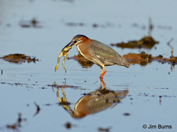Green Heron with frog