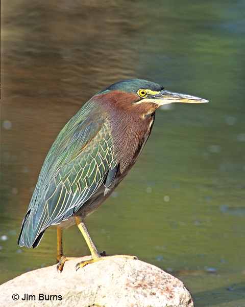 Green Herons really are green in certain light