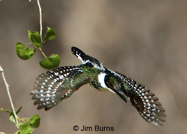 Green Kingfisher female in flight