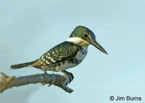 Green Kingfisher female profile