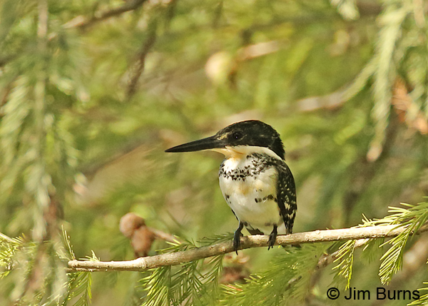 Green Kingfisher female ventral view