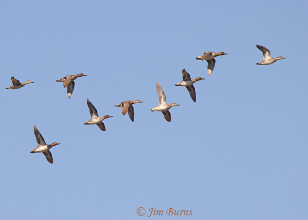 Green-winged Teal flock in flight #2--8288