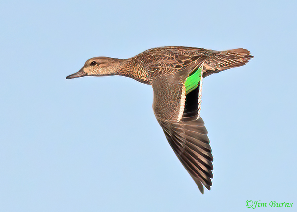 Green-winged Teal female in flight showing green speculum--8600--2