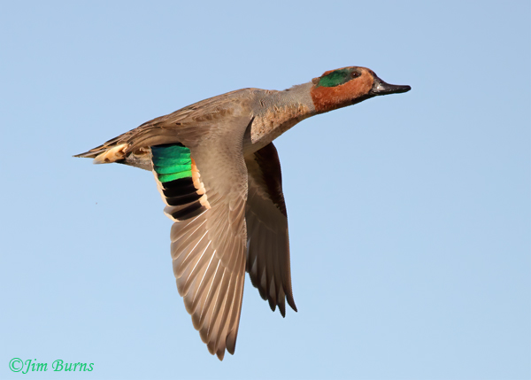Green-winged Teal male in flight showing green speculum--8632
