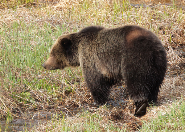 Grizzly Bear female with missing fur patch--2004