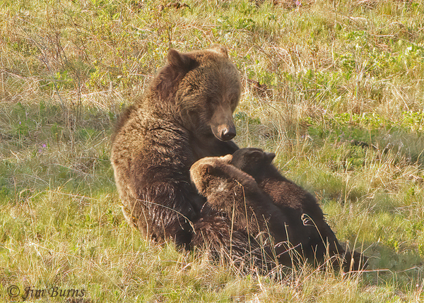 Grizzly Bear cubs nursing--2079