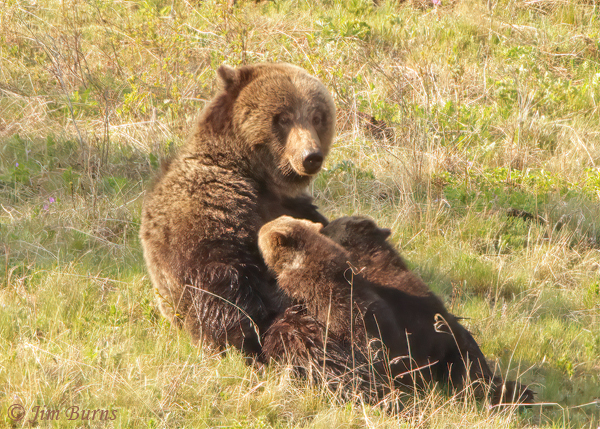 Grizzly Bear cubs nursing--2082