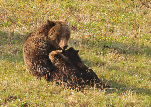 Grizzly Bear female with cubs--2090