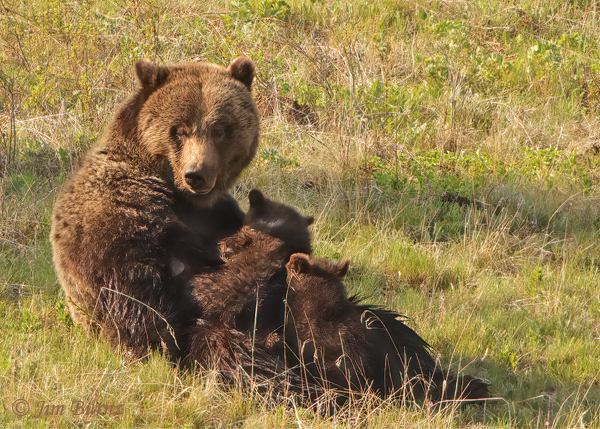 Grizzly Bear female with cubs #2--2114