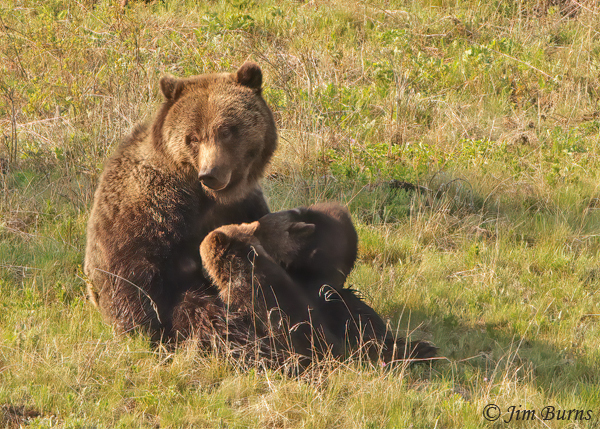 Grizzly Bear female with cubs #3--2118