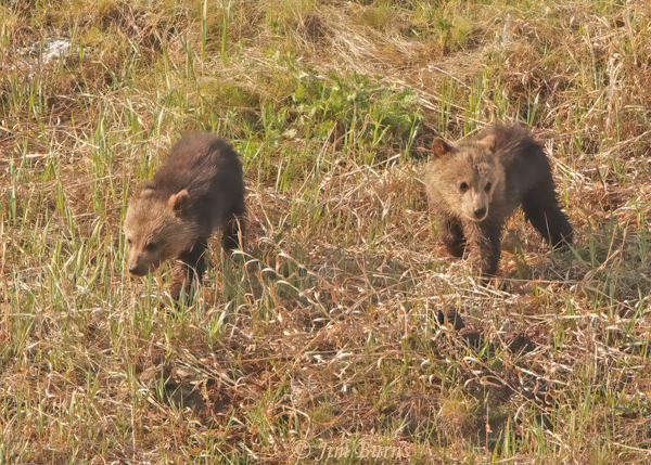 Grizzly Bear cubs at play #2--2149