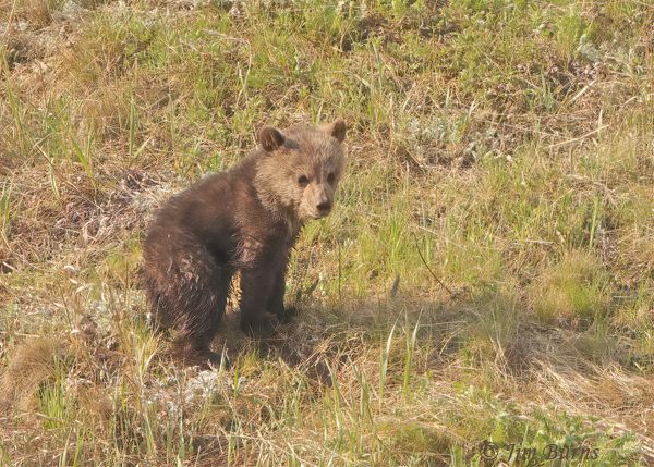 Grizzly Bear cub in meadow--2153