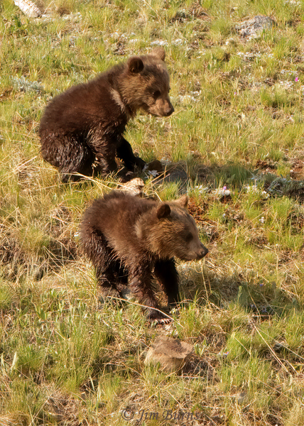 Grizzly Bear cubs at play--2188